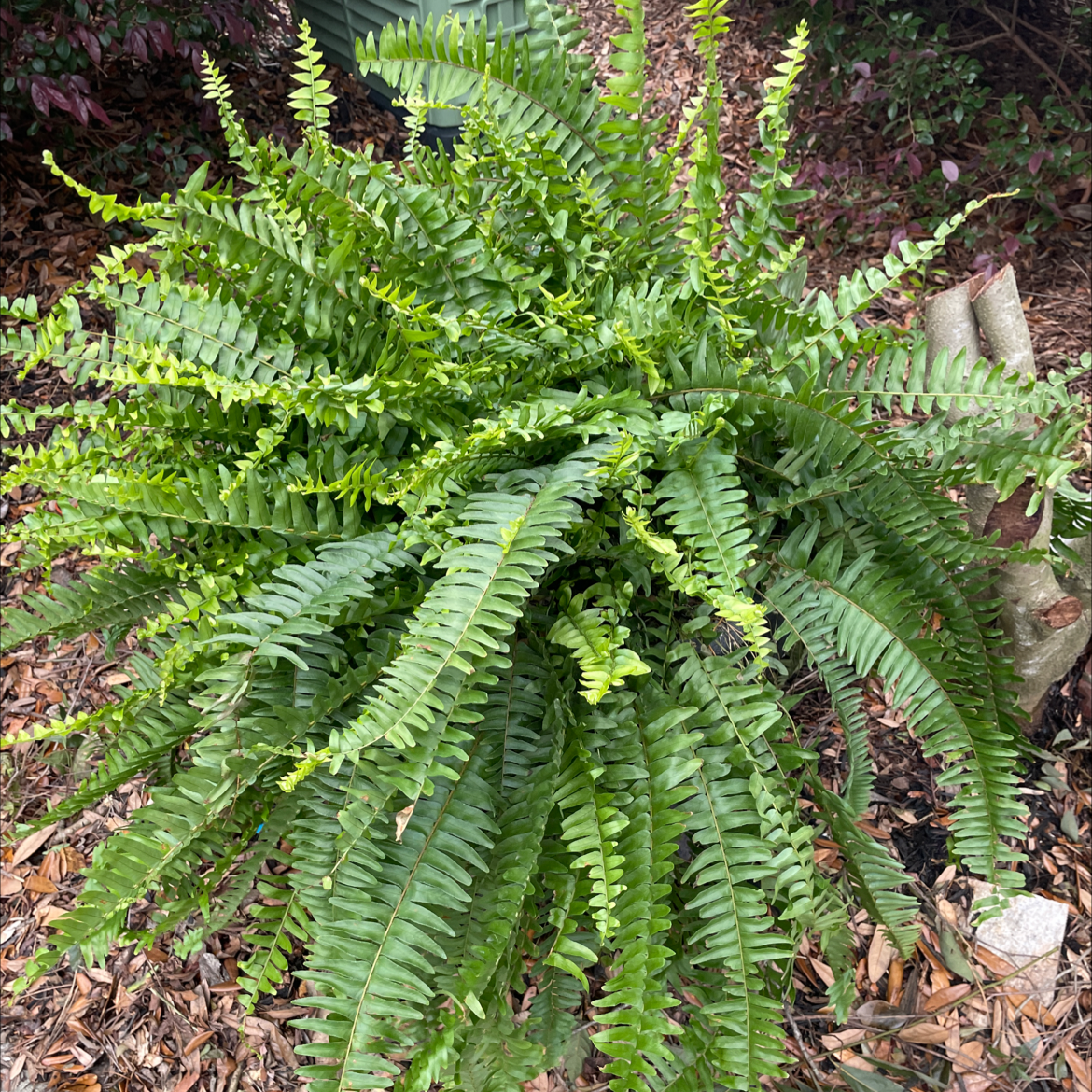 Healthy Christmas Fern with lush, green fronds in a garden setting.