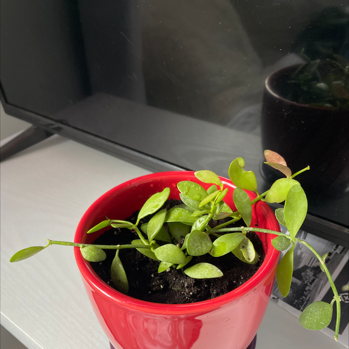 Potted Dischidia oinatha plant in a red pot with visible soil, healthy green leaves.