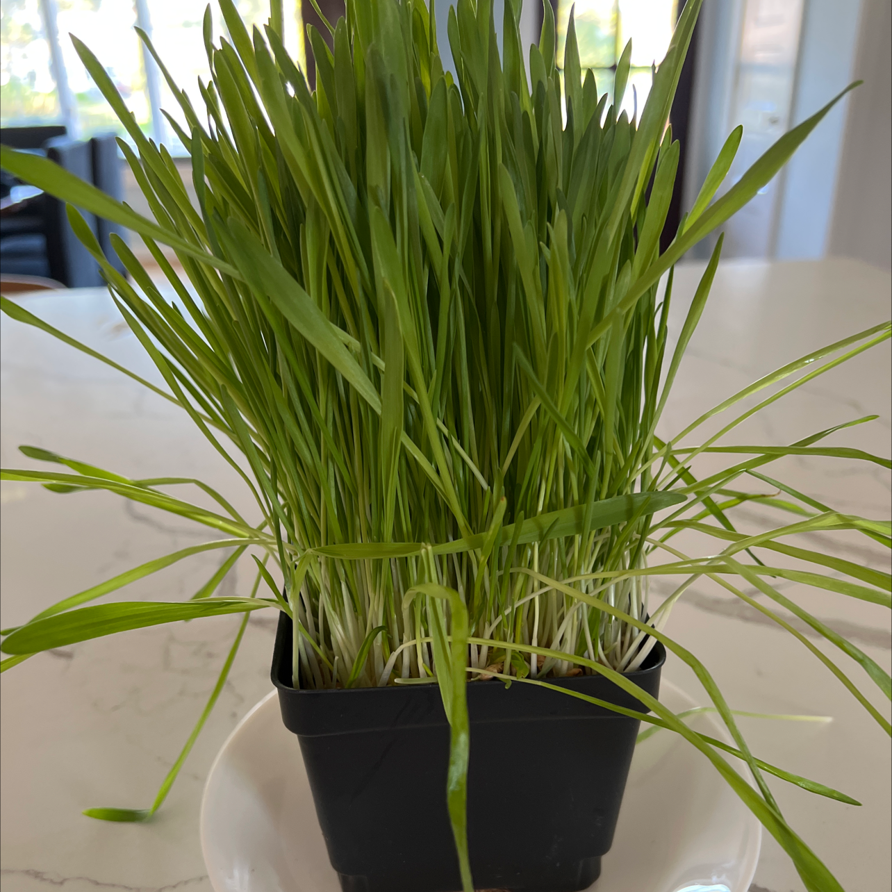 Healthy Orchard Grass plant in a black pot on a white plate.