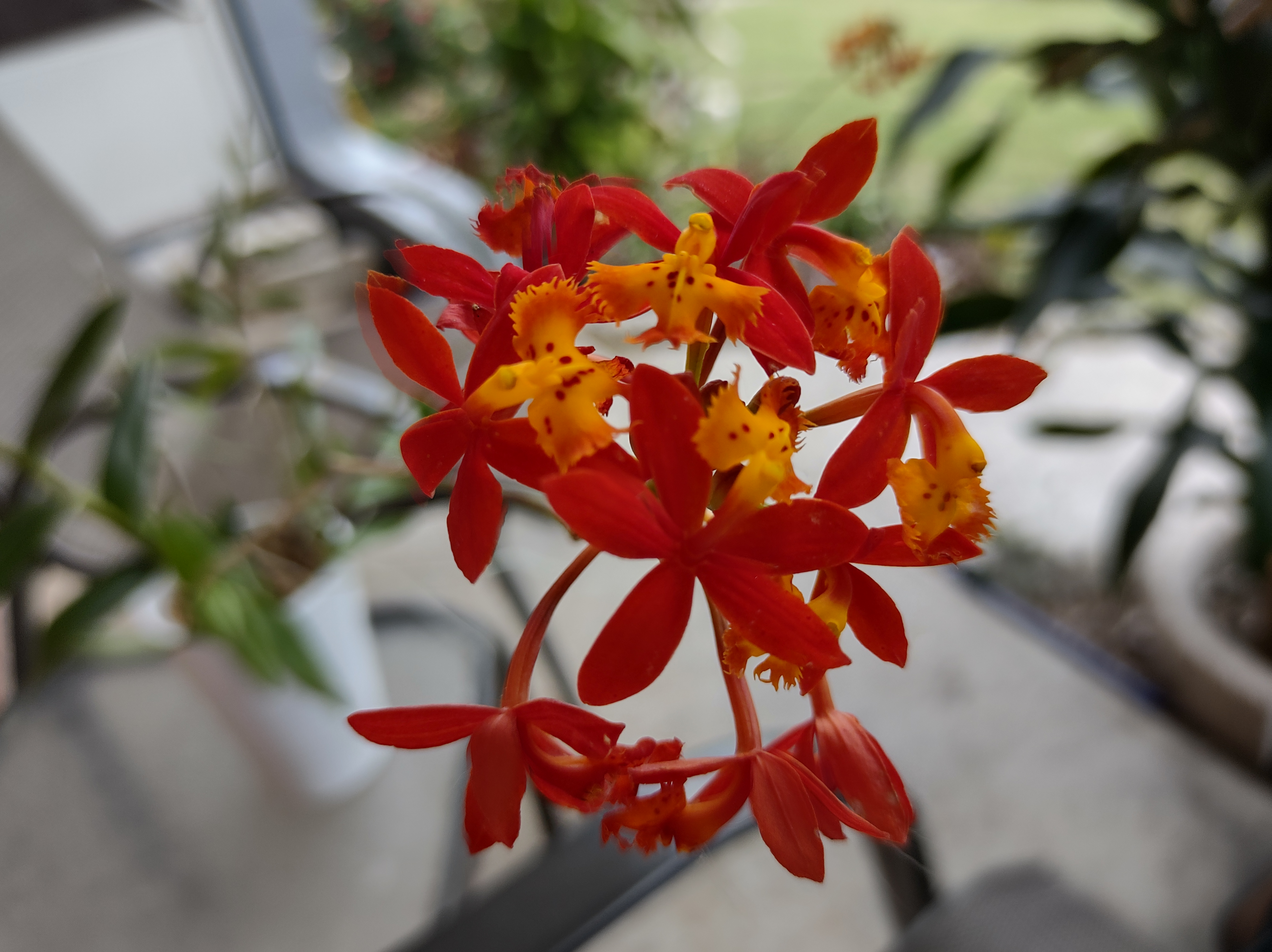 Fire Star Orchid with bright red and yellow flowers in focus.