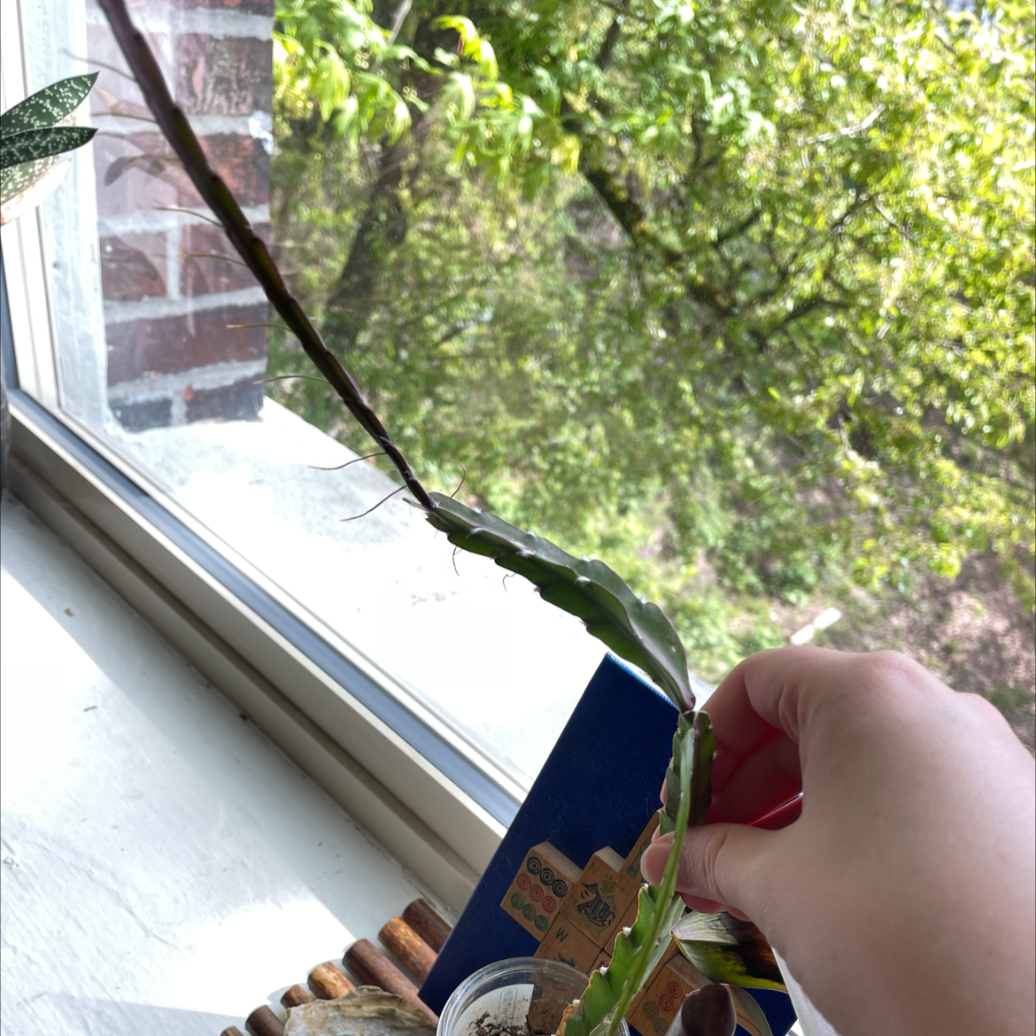 Lepismium cruciforme plant near a window, with a hand holding one of its stems.