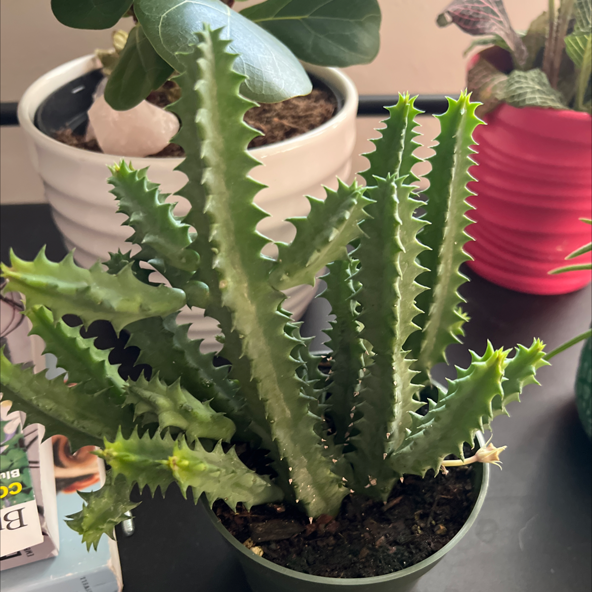Lifesaver Cactus (Huernia zebrina) in a small pot, healthy and well-framed.