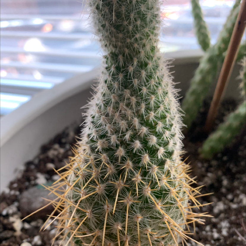 Image of a Texas Rainbow Cactus in a pot with visible soil.