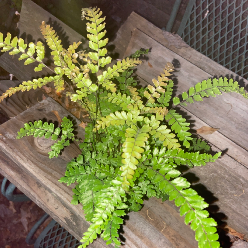 Rough Maidenhair Fern with some yellowing and browning fronds on a wooden surface.