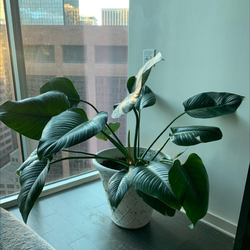 Your plant