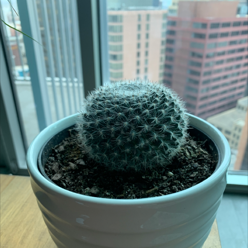 Potted Mammillaria muehlenpfordtii cactus indoors near a window.