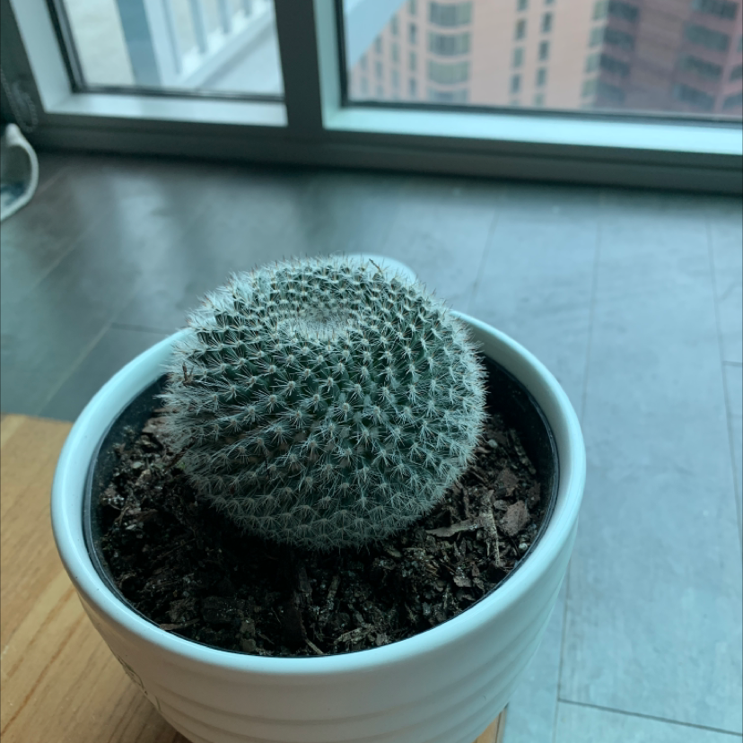 Potted Mammillaria muehlenpfordtii cactus indoors near a window.