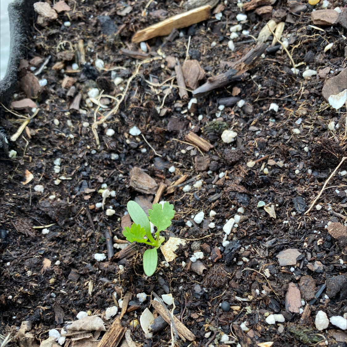 Small African Marigold seedling in soil with organic matter and perlite.