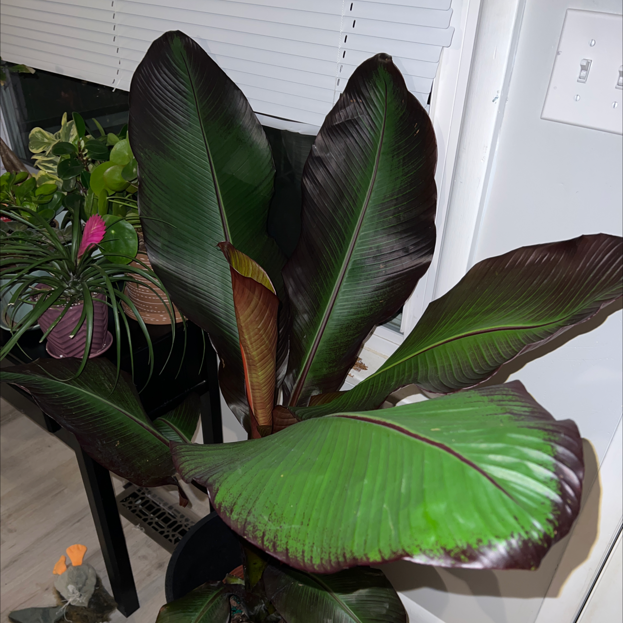 A healthy Abyssinian Banana plant with large green leaves indoors.