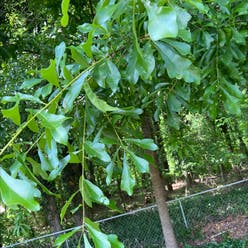 Water Oak plant