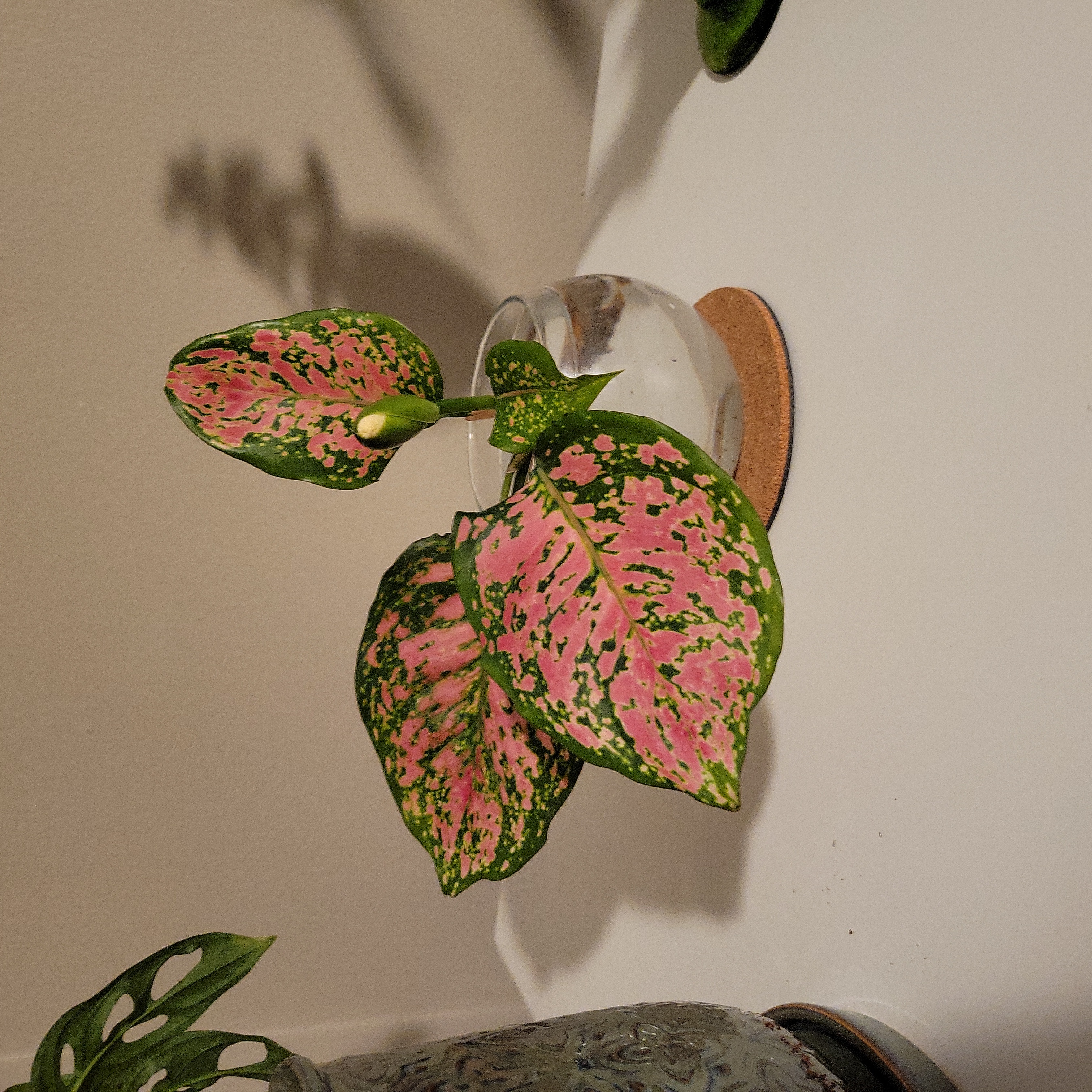 Pink Dalmatian Aglaonema plant with vibrant pink and green variegated leaves.