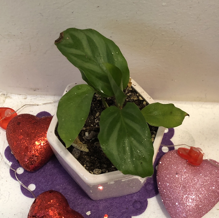 Calathea 'Freddie' plant in a white pot with green patterned leaves.