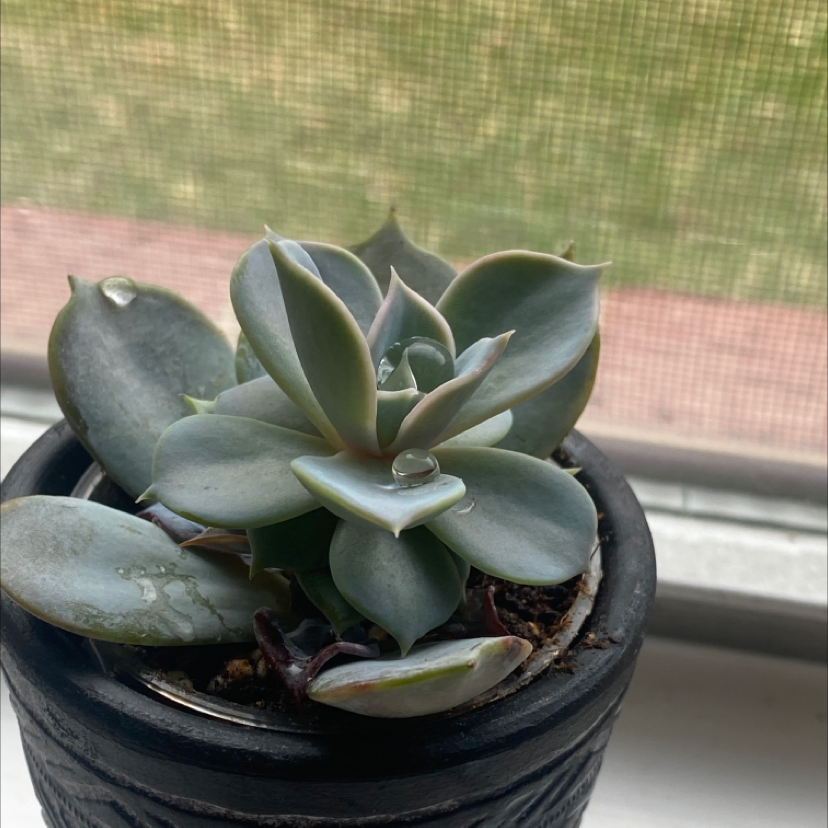 Echeveria 'Morning Beauty' succulent in a pot, healthy with plump leaves.