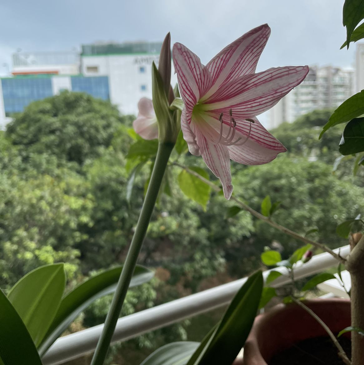 Barbosa Lily with a prominent flower in focus, cityscape and greenery in the background.