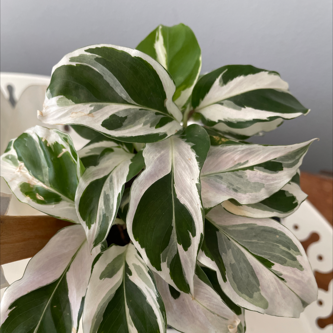 Photo of the plant species Calathea 'White Fusion' by @Netter840 named Ulysses S Plant on Greg, the plant care app