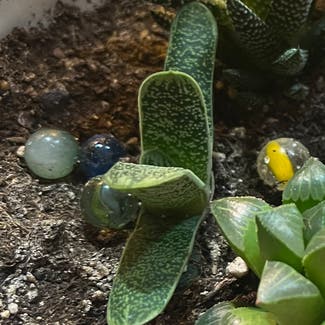 Dwarf Gasteria plant in Somewhere on Earth