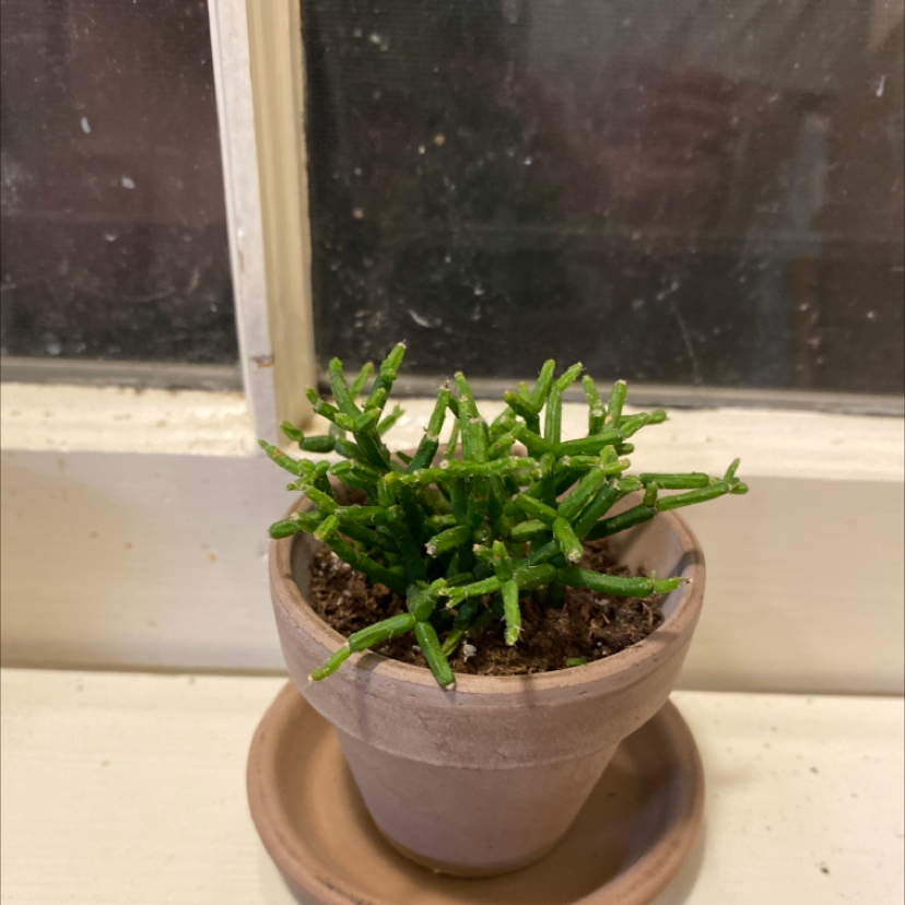 Potted Hairy Stemmed Rhipsalis plant with green segmented stems, healthy appearance.