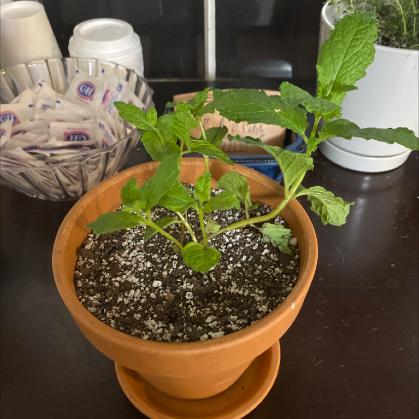 Potted spearmint plant with green leaves in a terracotta pot on a dark surface.