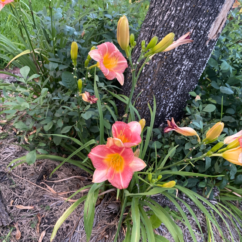 Orange Daylily plant with multiple blooms and buds growing near a tree.