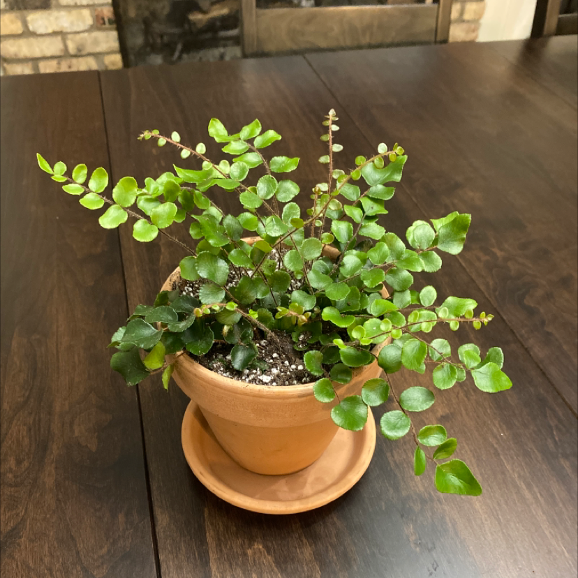 Potted Pellaea rotundifolia plant with small, round, green leaves on a wooden table.