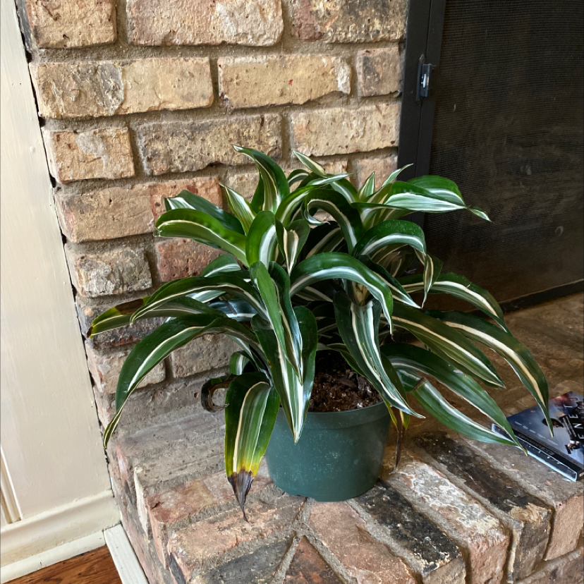 Dracaena 'Warneckii' plant with green and white striped leaves, slight yellowing at tips, placed on a brick surface.