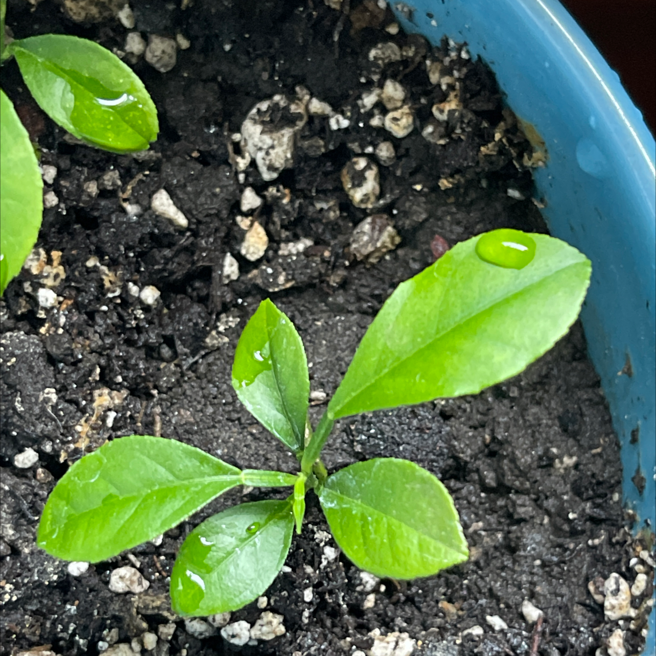 Young Cherry Laurel plant in a blue pot with healthy green leaves and visible soil.