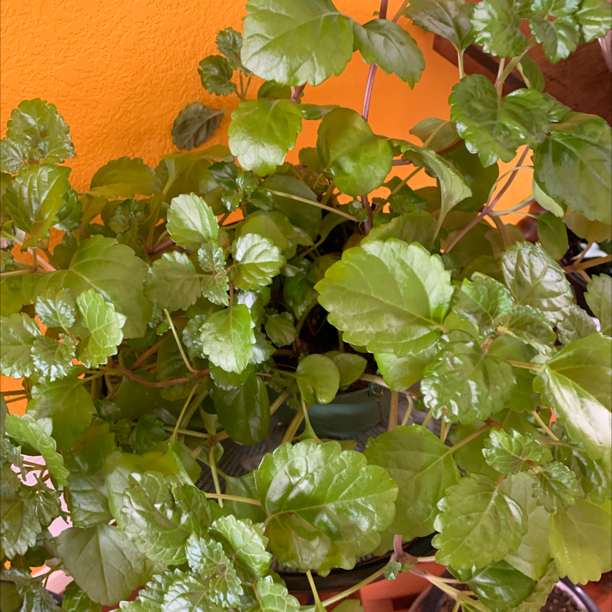 Healthy Swedish Ivy plant with vibrant green leaves.