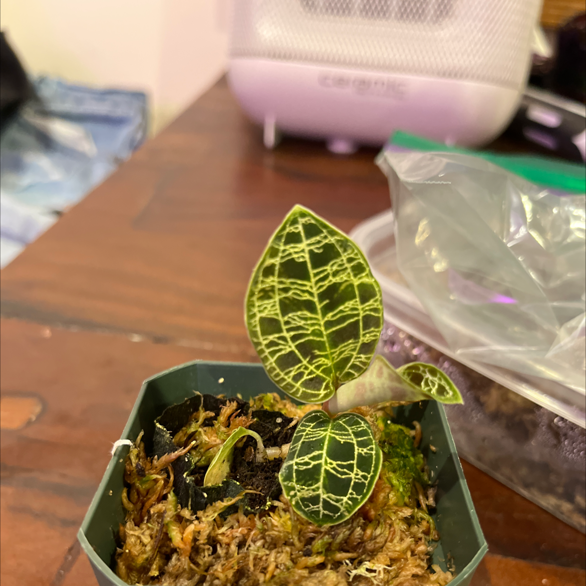 Lightning Bolt Jewel Orchid with distinct veined leaves in a pot with visible soil and moss.