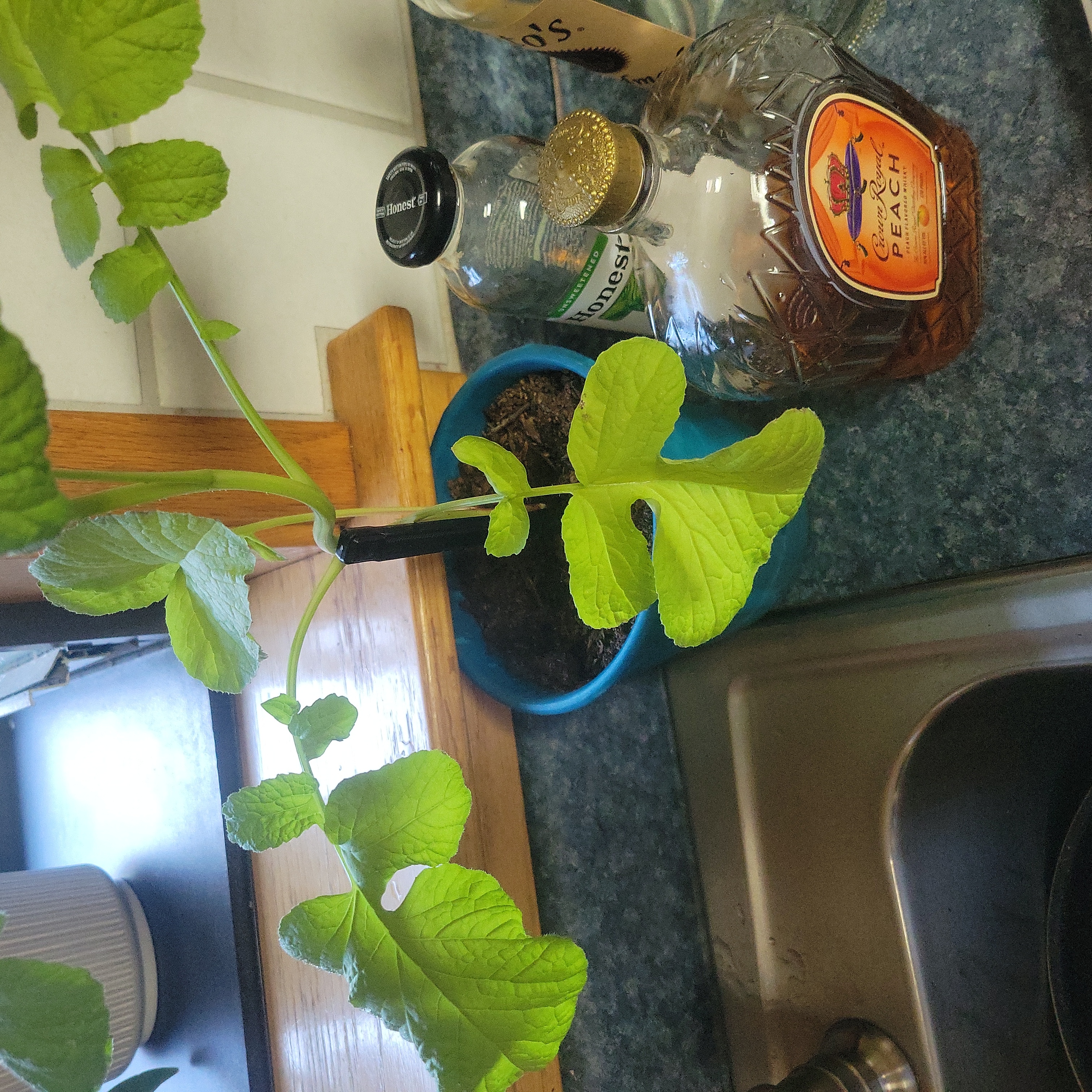 Wild Radish plant in a blue pot on a kitchen counter with some yellowing leaves.