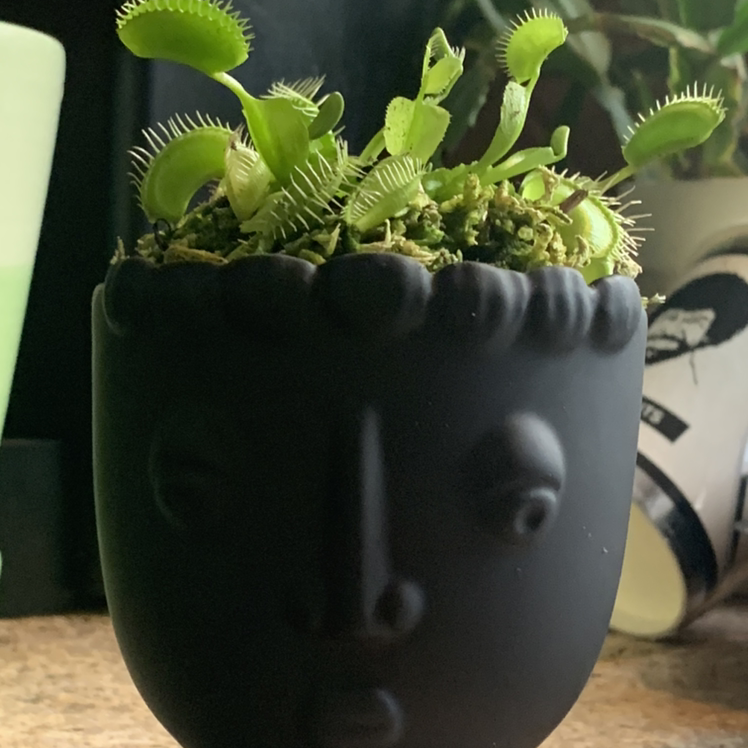 Red Piranha plant photo by @ThatPlanyLady named Greg <3 on Greg, the plant care app.