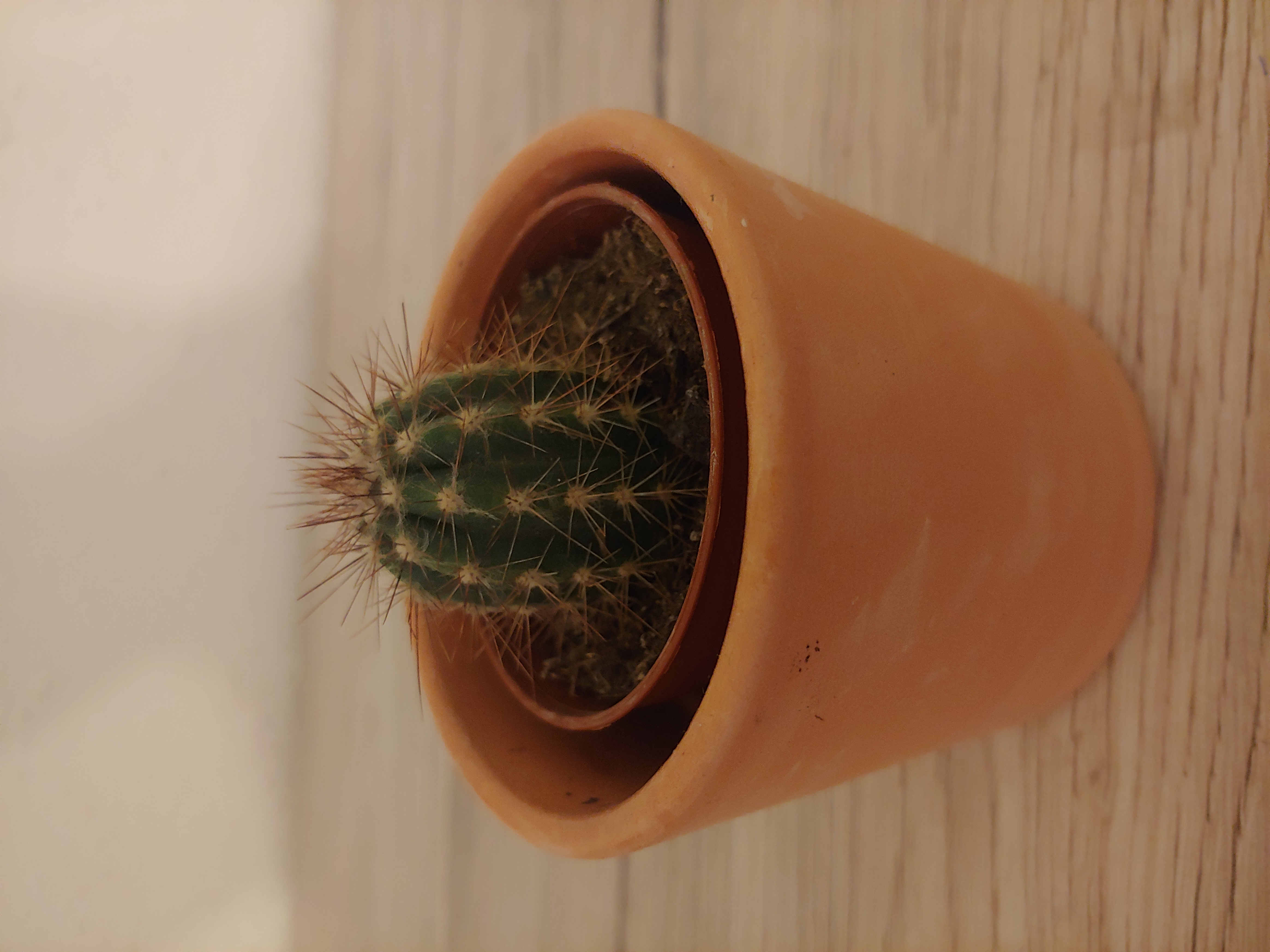 Photo of the plant species Pilosocereus arrabidae by @CarefreeMakura named Picksus on Greg, the plant care app