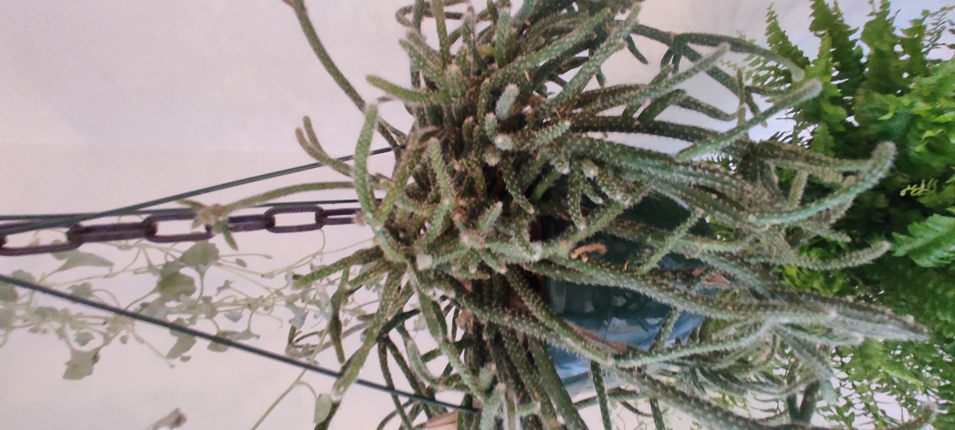 Plant care for Aguinaldo Velludo on Greg, the plant care app