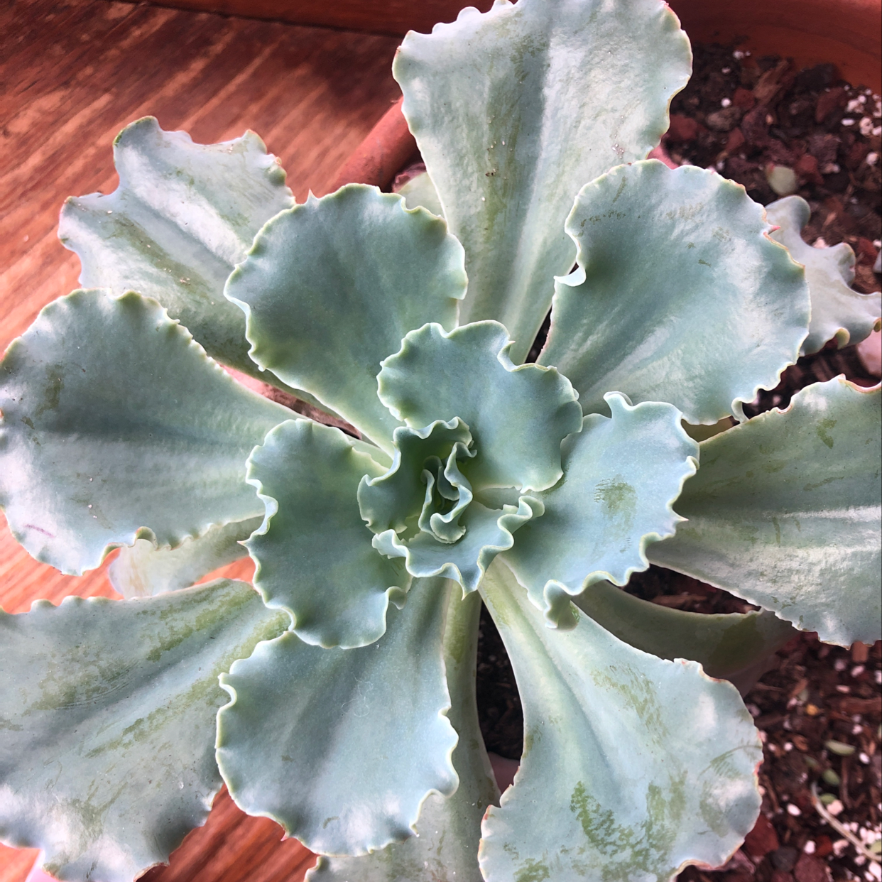 Echeveria Gibbiflora succulent with wavy blue-green leaves in a pot.