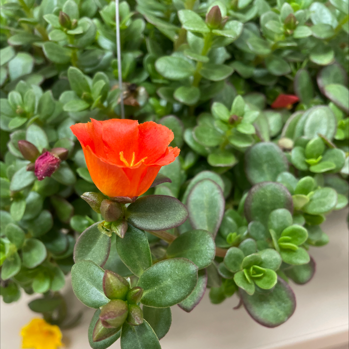 Photo of the plant species Wingpod Purslane by @FruitfulMastic named Your plant on Greg, the plant care app