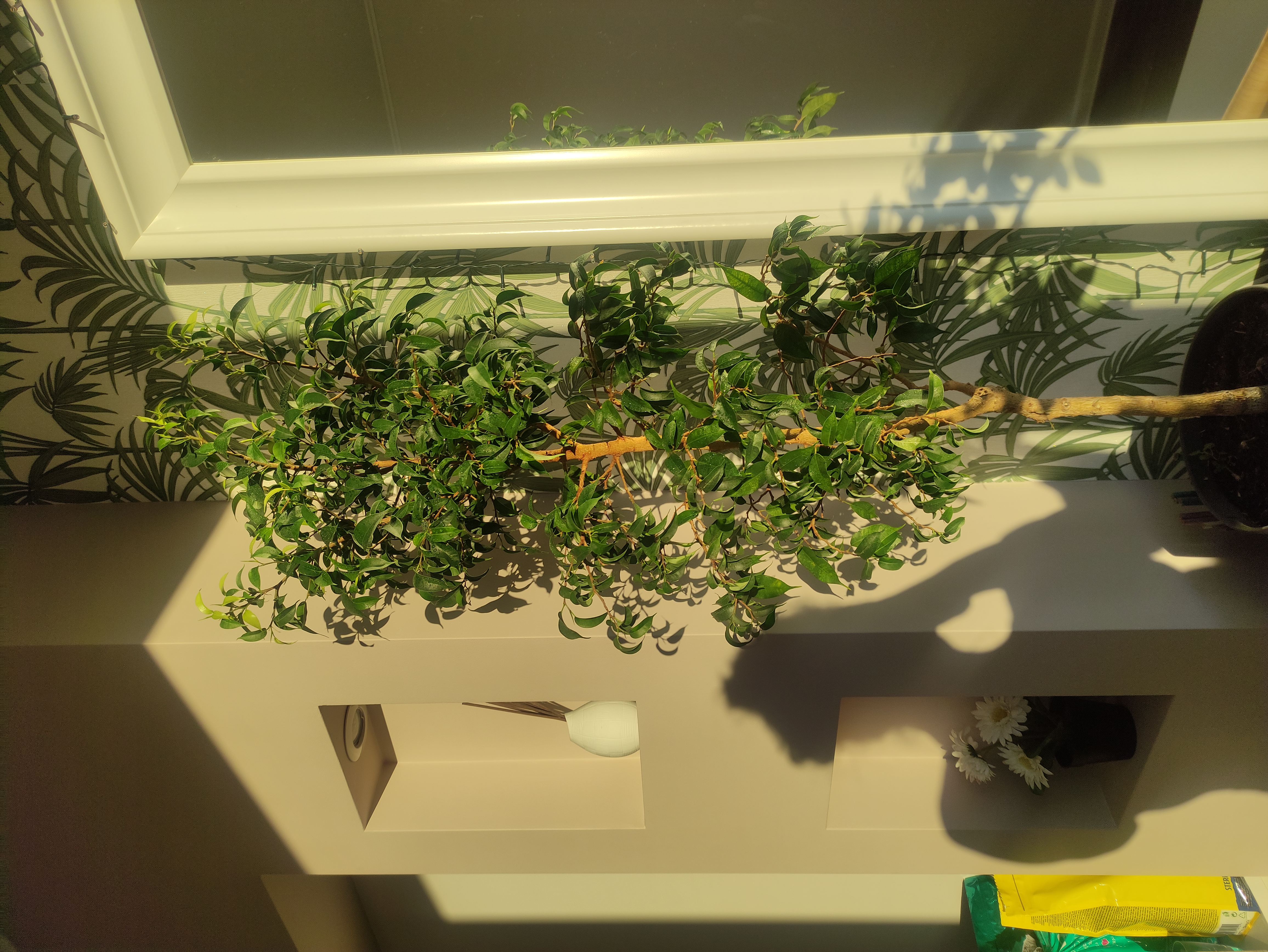 Photo of the plant species Natasha Weeping Fig by @SocialKaramu named Scarlett on Greg, the plant care app