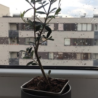 Olive Tree plant in Vilnius, Vilniaus apskritis
