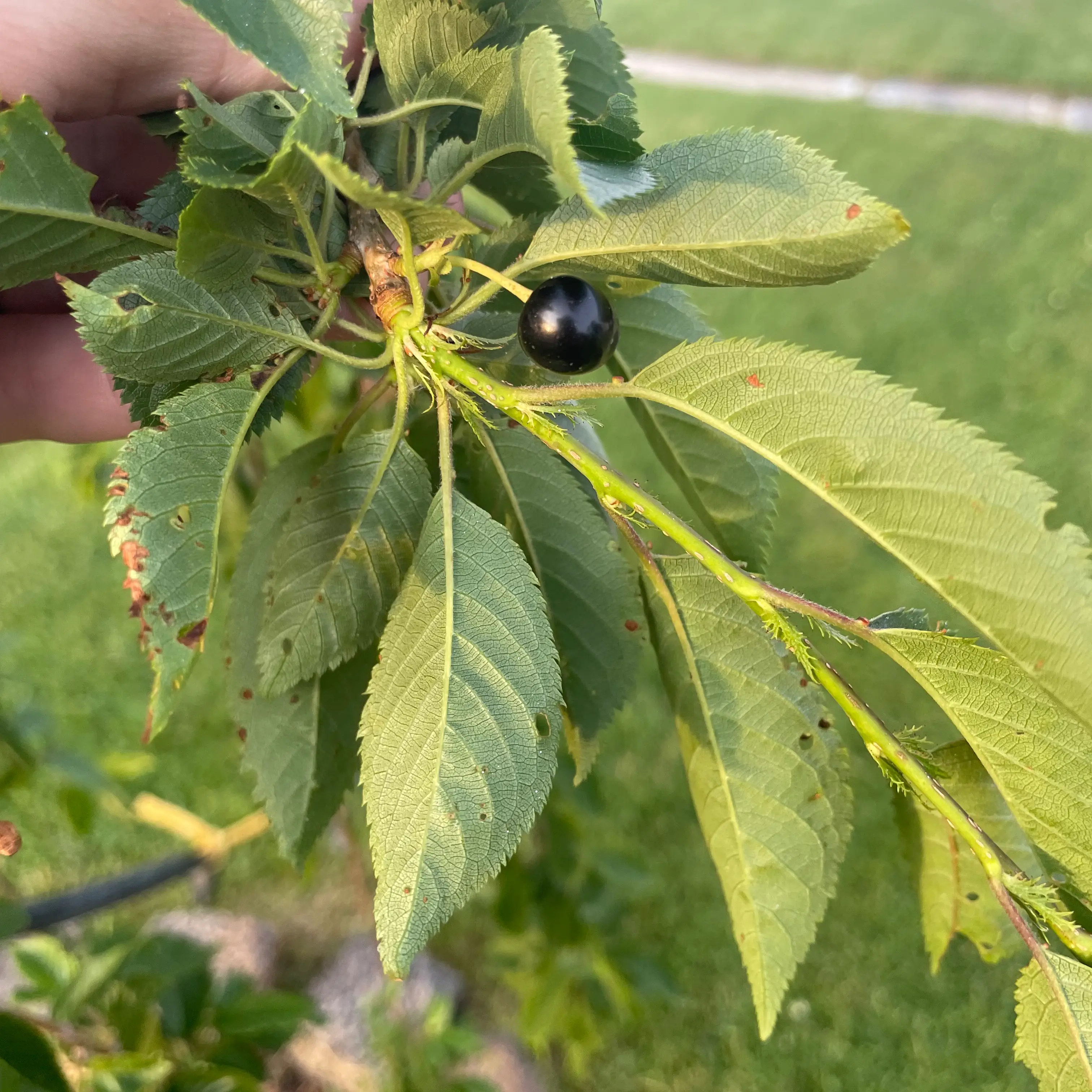 Photo of the plant species Weeping Cherry by @Mindalin310 named Elli Tree on Greg, the plant care app