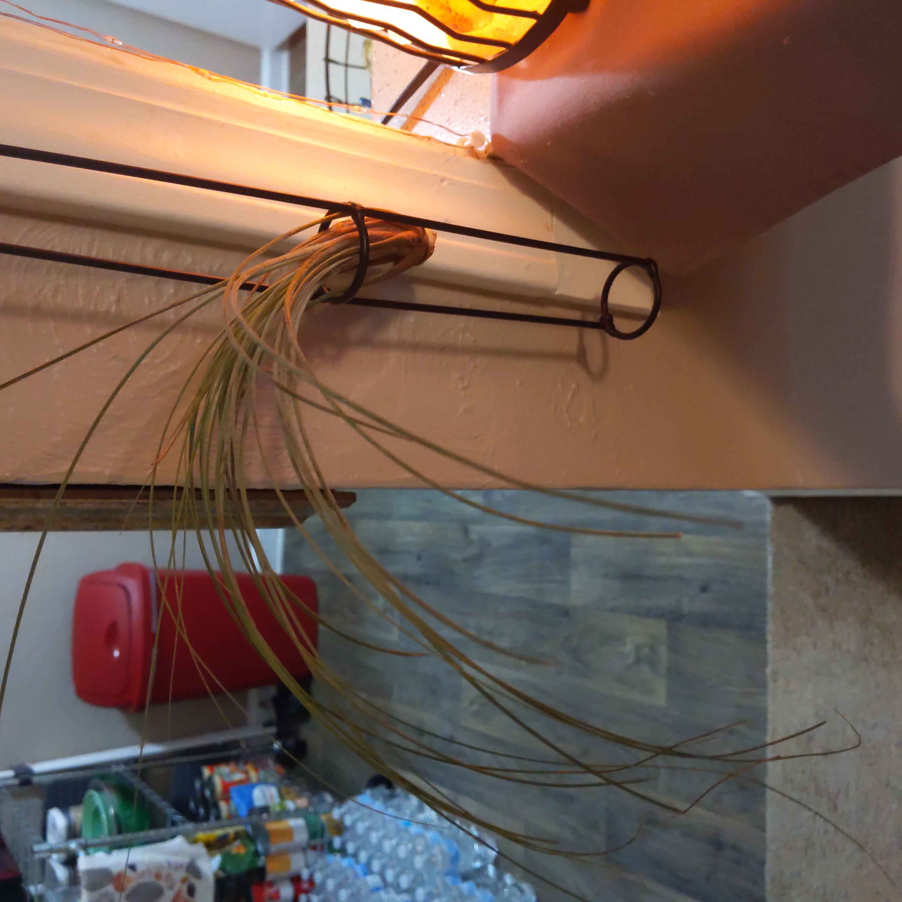 Tillandsia Juncea plant in a metal holder near a light source with some yellowing and browning leaves.