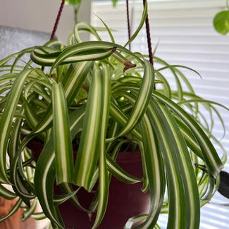 Spider Plant plant in Fairport, New York