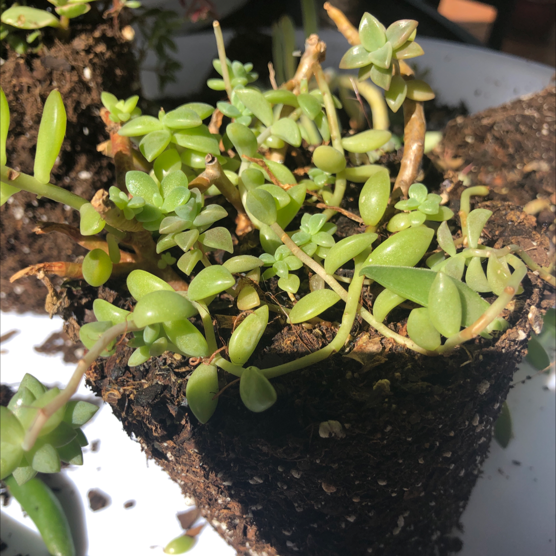 Stringy Stonecrop plant with small succulent leaves in soil, some stems browning.