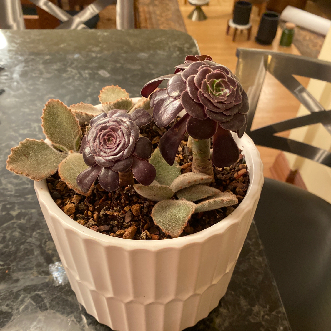 Photo of the plant species Purple Rose by @jataimanglo named Fang’s Black Beauty on Greg, the plant care app