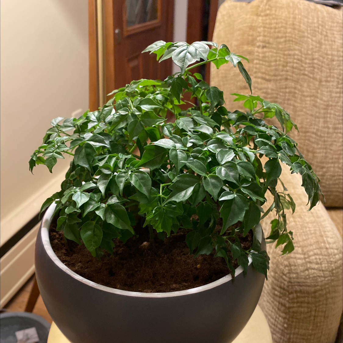 Healthy China Doll plant with lush green foliage in a white ceramic pot, situated indoors.