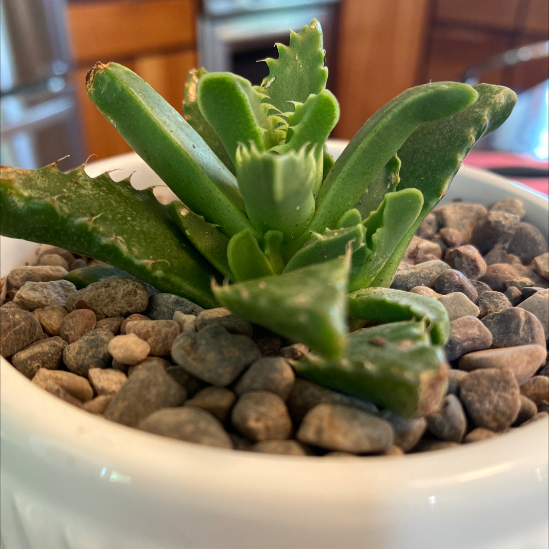 Tiger's Jaw plant in a white pot with rocky soil, showing some leaf browning.