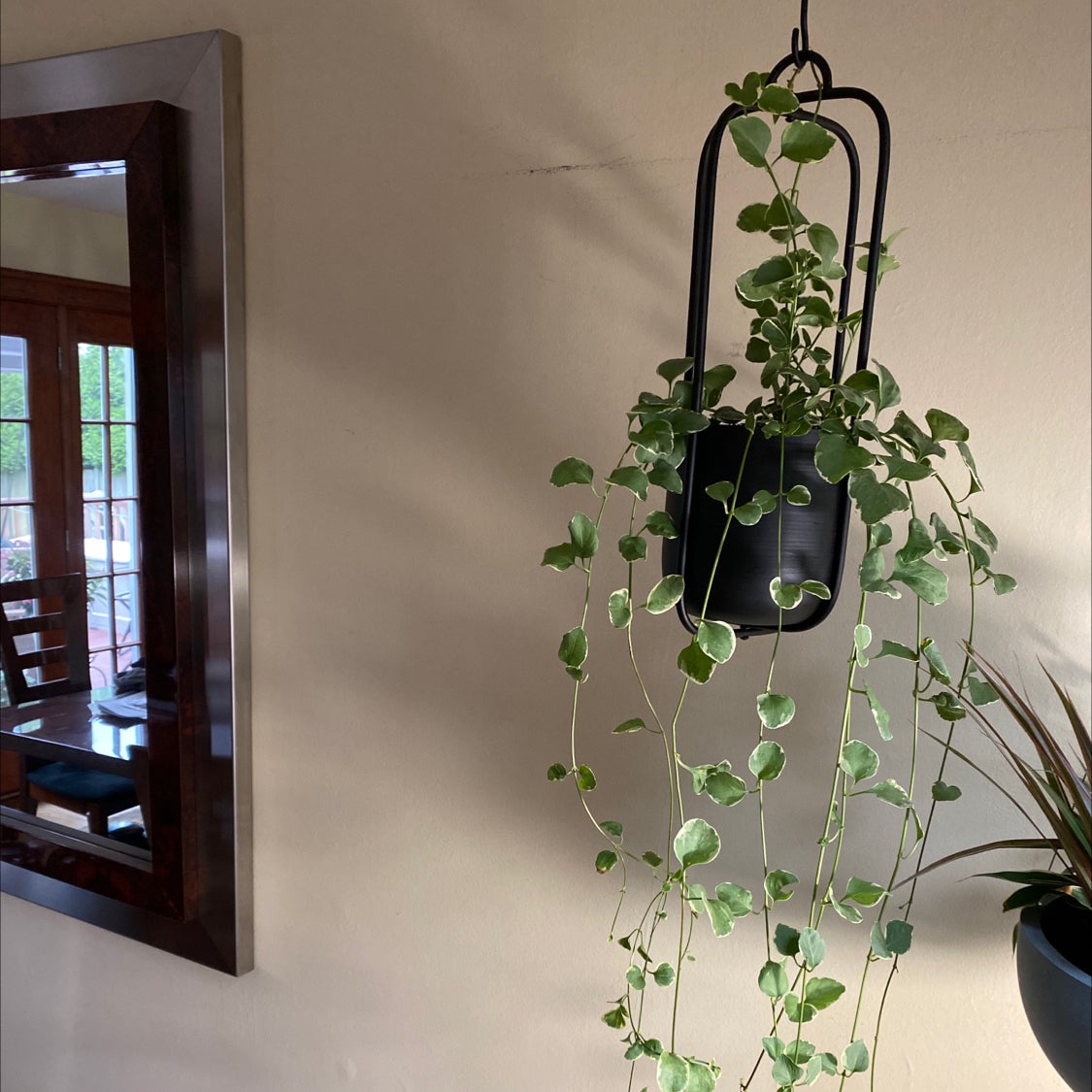 Why Are My Greater Periwinkle Leaves Curling?