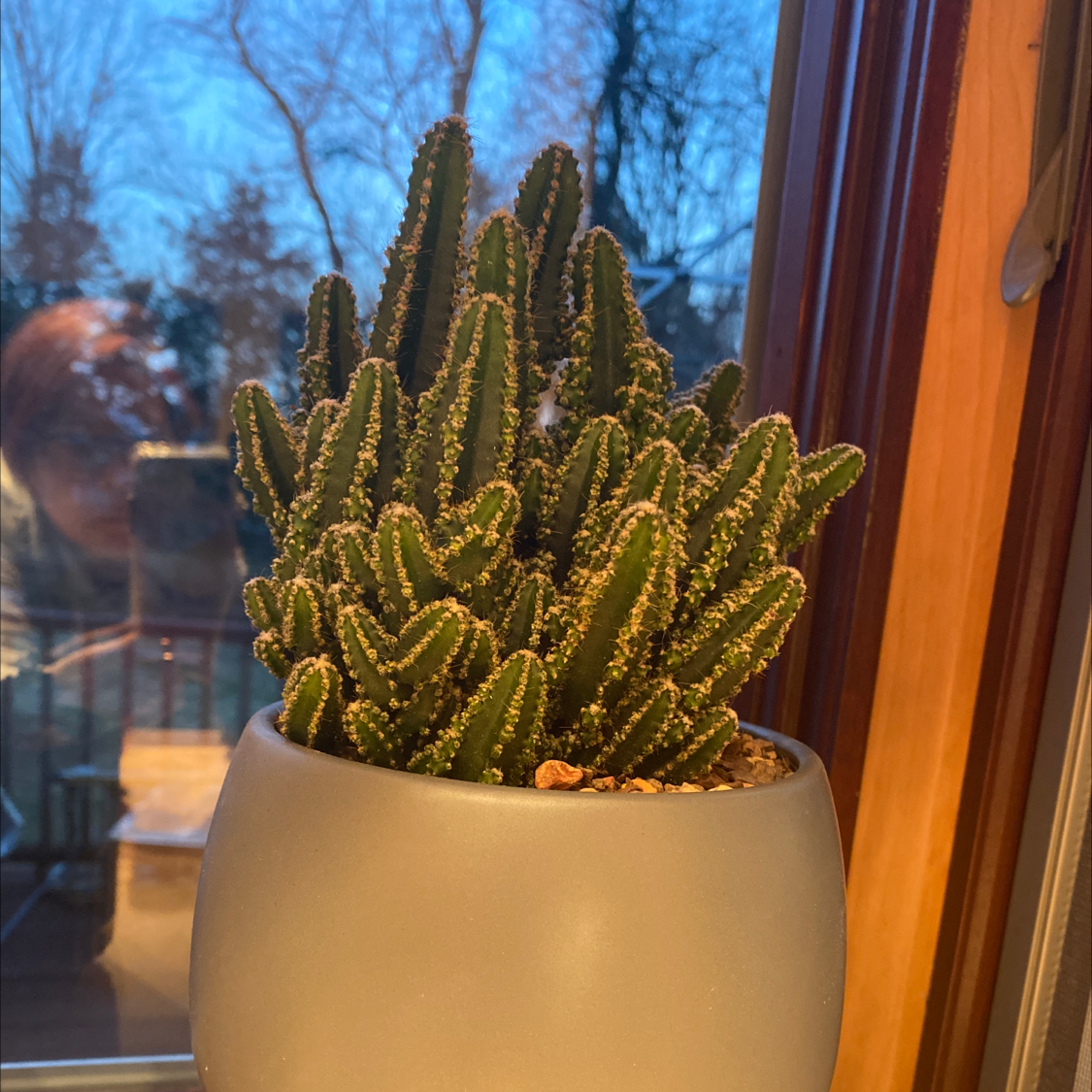 Fairy Castle Cactus in a pot near a window, appears healthy.