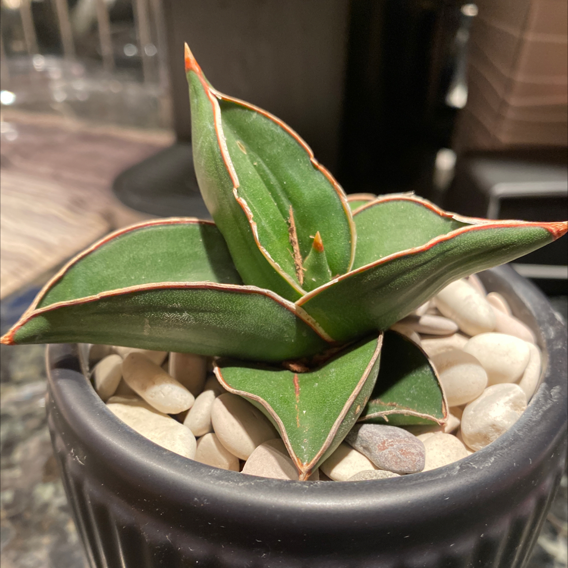 Photo of the plant species Blue Sansevieria by @jataimanglo named Tomoe Gozen on Greg, the plant care app