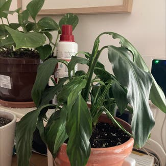 Peace Lily plant in Barcelona, Catalunya