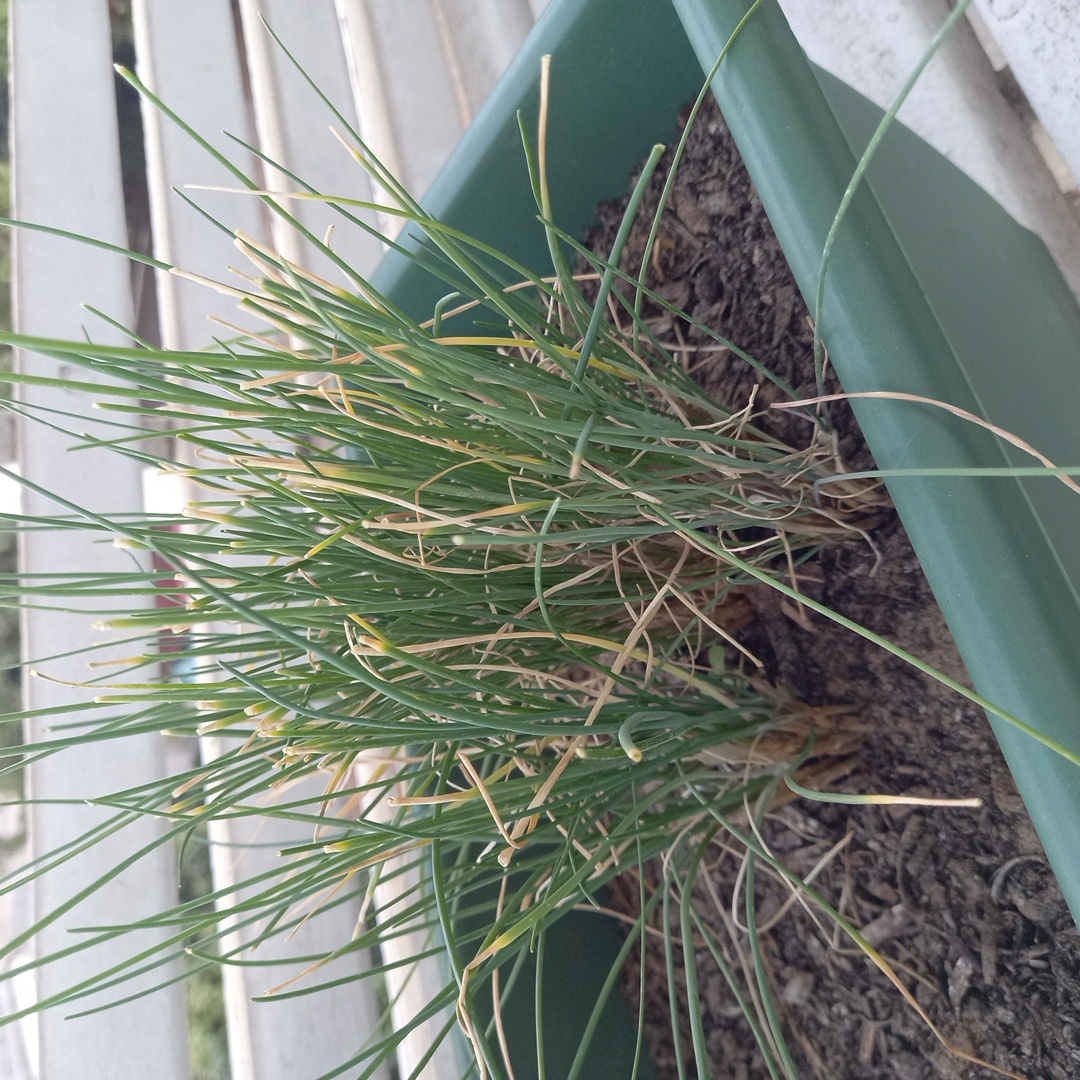 Potted Chinese Chives with some yellowing leaves in a green pot.