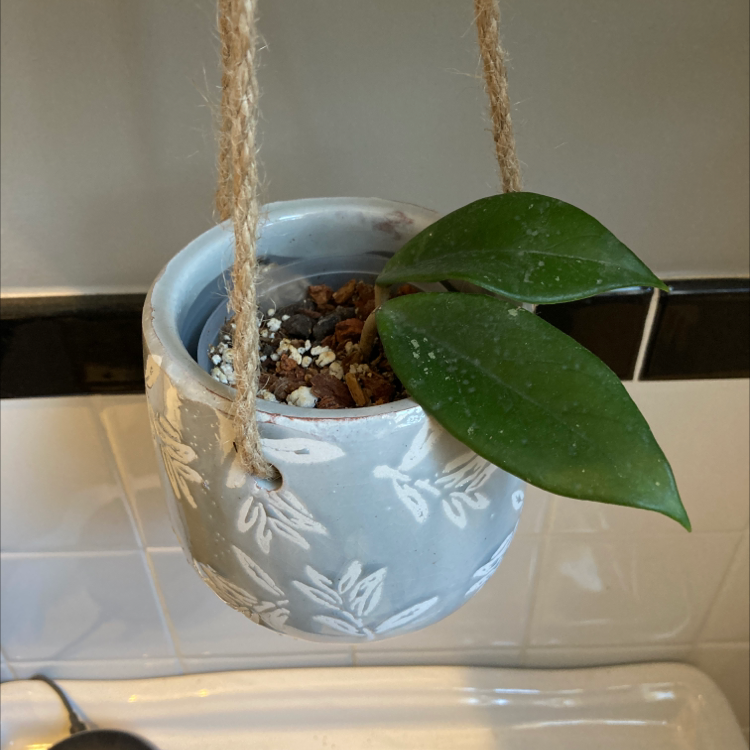 Hoya Pubicalyx plant in a hanging pot with healthy green leaves and visible soil.