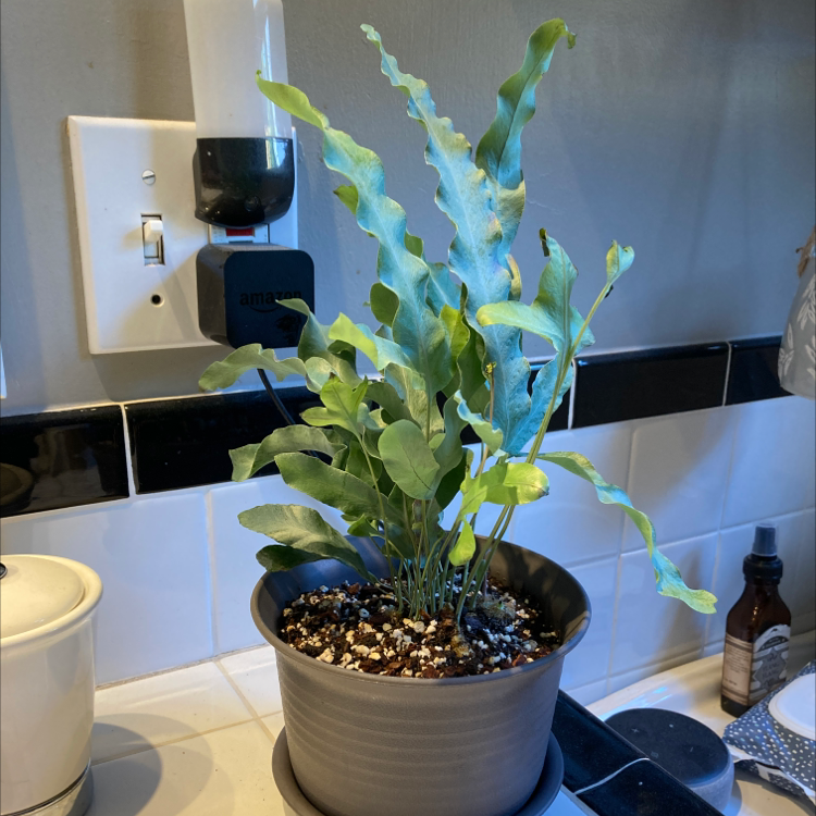 Blue Star Fern in a pot on a kitchen counter with some yellowing and browning leaves.
